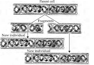 How do the Organisms Reproduce Class 10 Science Important Questions