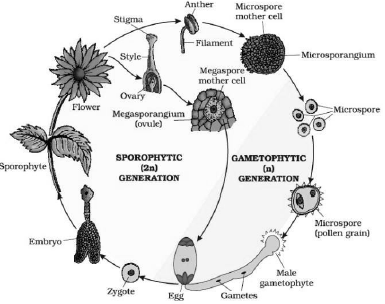 Plant Kingdom Class 11 Biology Revision Notes