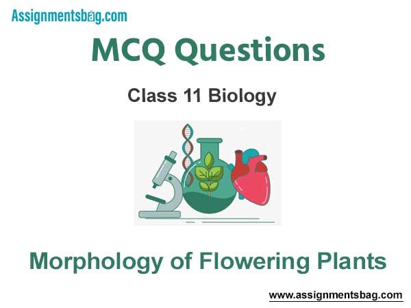 MCQ Questions Chapter 5 Morphology of Flowering Plants Class 11 Biology
