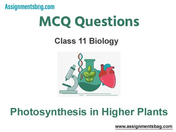 MCQ Questions Chapter 13 Photosynthesis in Higher Plants Class 11 Biology