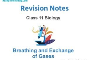 Breathing and Exchange of Gases Class 11 Biology Revision Notes