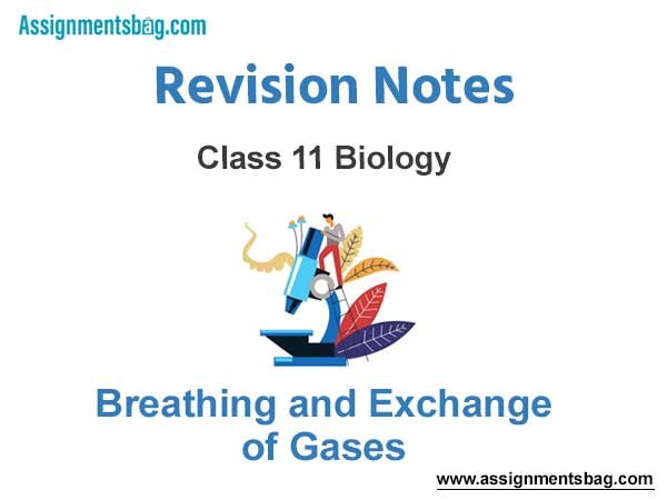 Breathing and Exchange of Gases Class 11 Biology Revision Notes