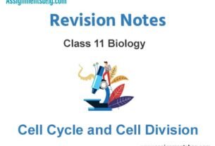 Cell Cycle and Cell Division Class 11 Biology Revision Notes