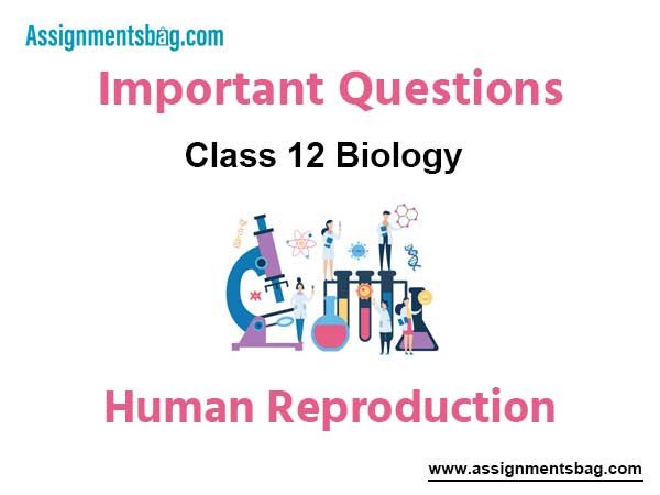 Human Reproduction Class 12 Biology Important Questions