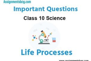 Life Processes Class 10 Science Important Questions