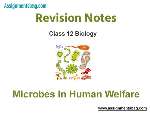 Microbes in Human Welfare Class 12 Biology Revision Notes