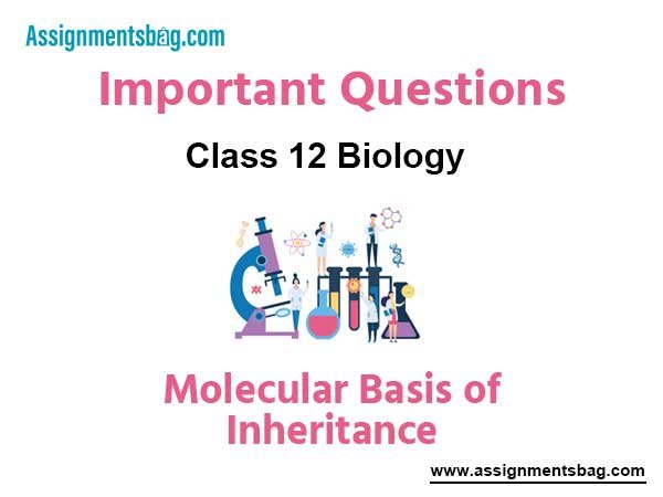 Molecular Basis of Inheritance Class 12 Biology Important Questions