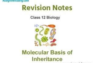 Molecular Basis of Inheritance Revision Notes