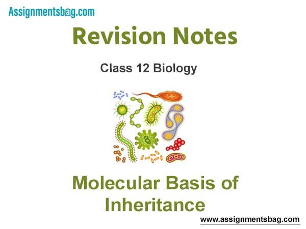 Molecular Basis of Inheritance Revision Notes
