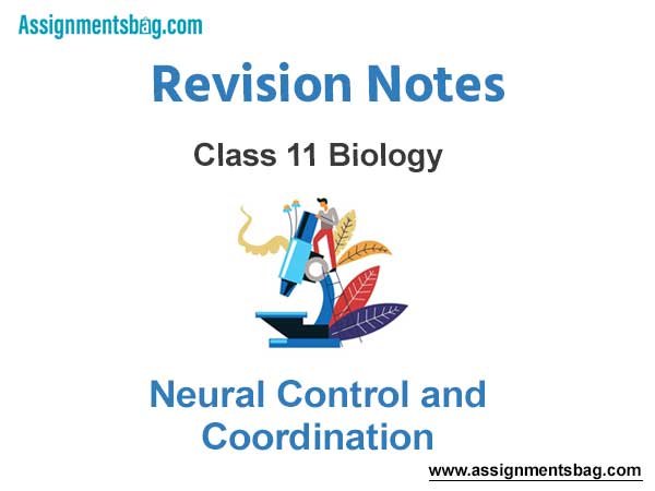 Neural Control and Coordination Class 11 Biology Revision Notes
