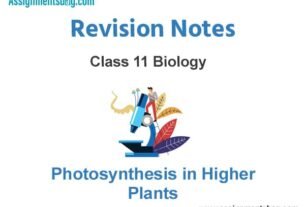 Photosynthesis in Higher Plants Class 11 Biology Revision Notes
