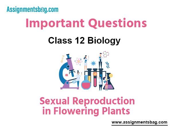 Sexual Reproduction in Flowering Plants Class 12 Biology Important Questions