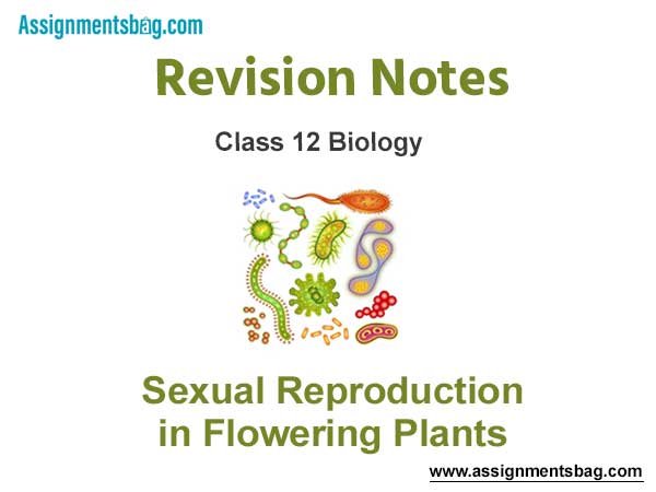 Sexual Reproduction in Flowering Plants Revision Notes