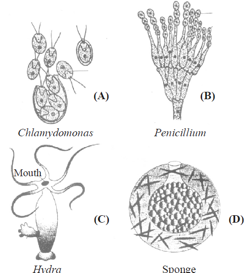 Assignments Class 12 Biology Reproduction in Organisms