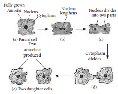 Assignments Chapter 8 How do the Organisms Reproduce Class 10 Science