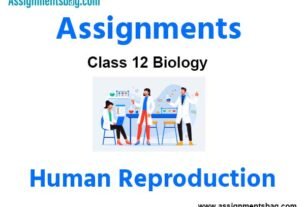 Assignments Class 12 Biology Human Reproduction