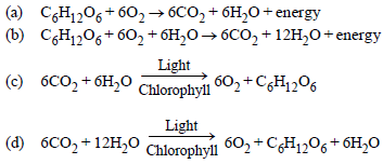 Photosynthesis in Higher Plants Class 11 Biology Important Questions