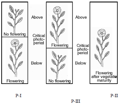 Plant Growth and Development Class 11 Biology Important Questions