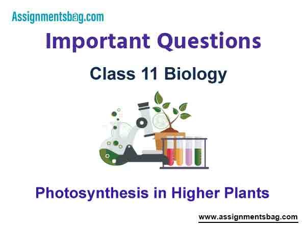 Photosynthesis in Higher Plants Class 11 Biology Important Questions