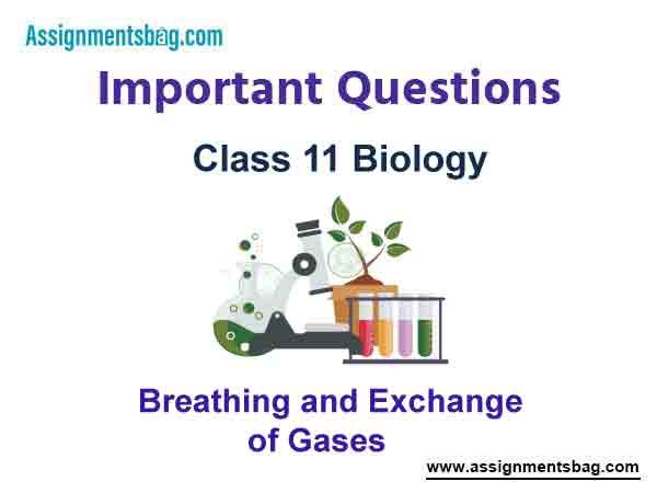 Breathing and Exchange of Gases Class 11 Biology Important Questions