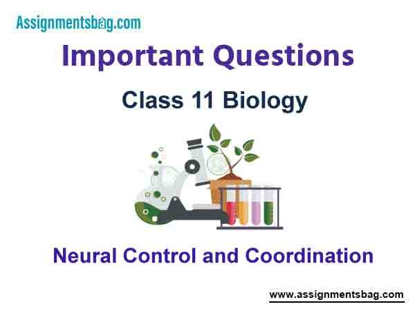 Neural Control and Coordination Class 11 Biology Important Questions