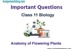 Anatomy of Flowering Plants Class 11 Biology Important Questions