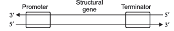 Molecular Basis of Inheritance VBQs Class 12 Biology